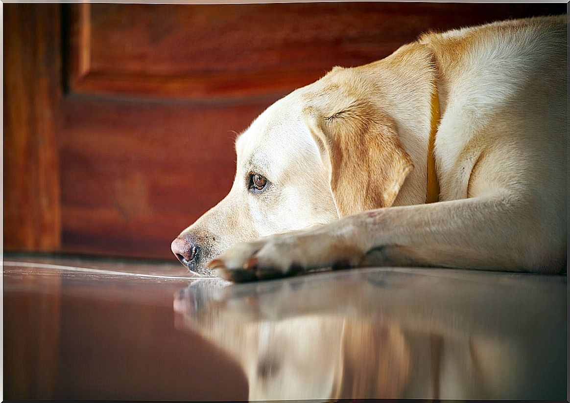 Animal mourning: how does the dog suffer the absence of the master?