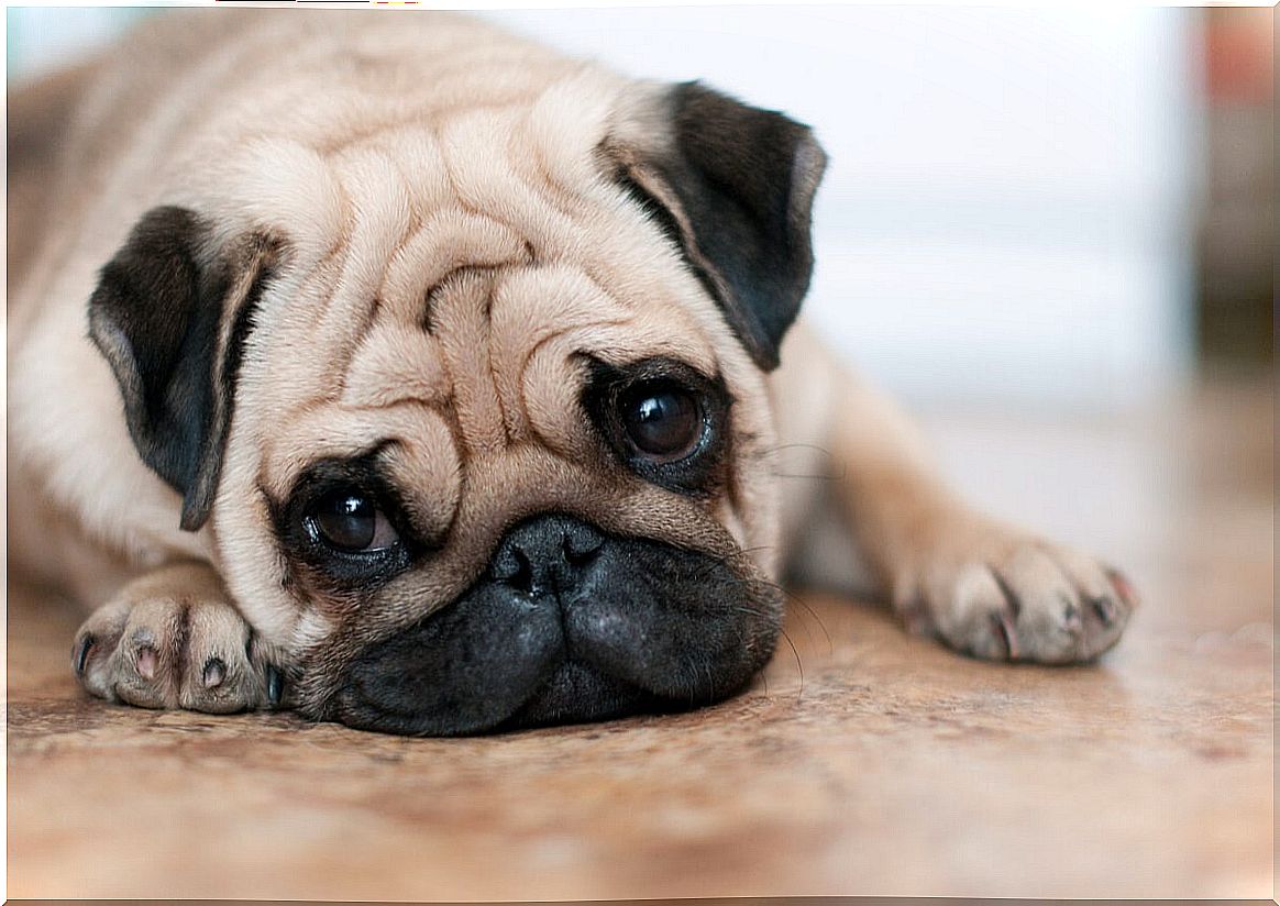 Sad dog