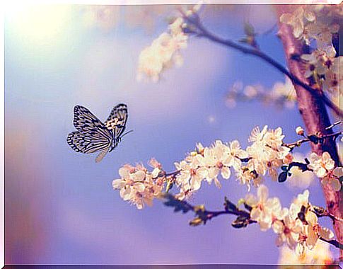 Butterfly flying near a tree