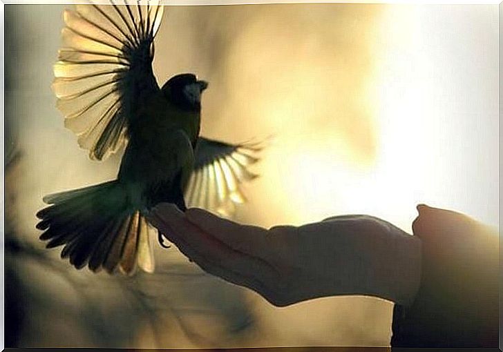 Hand releasing a bird representing the theories of Konrad Lorenz