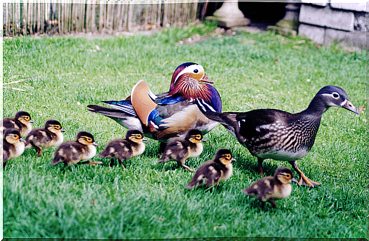 Baby ducks