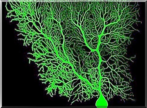 Purkinje neurons 