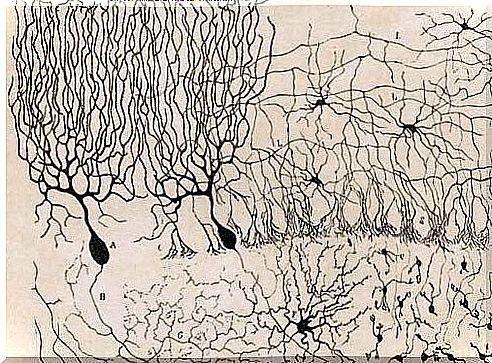 Purkinje neurons 