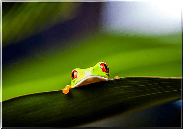 Green and red frog