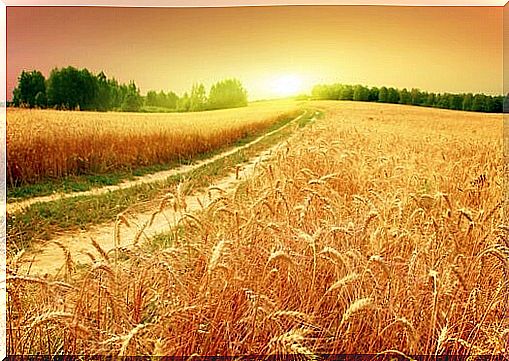 wheat field watered by the cracked pot