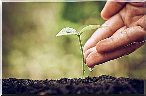 Hand with plant