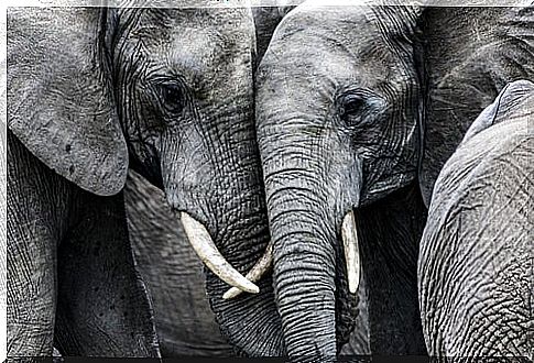 Two elephants together