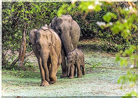 Elephant family