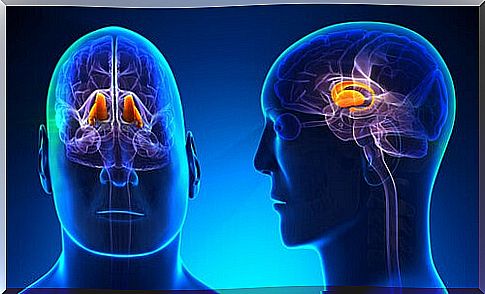 The thalamus: its characteristics and functions