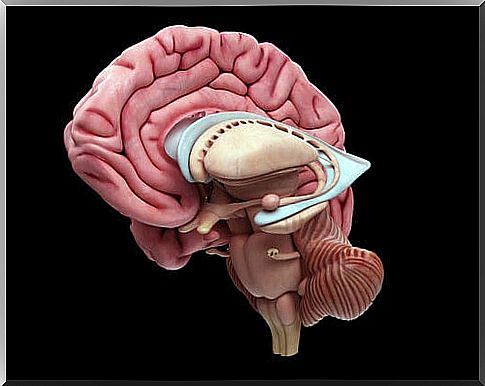 Brain with thalamus