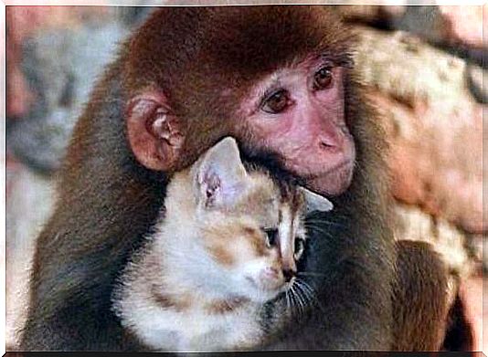 love of an animal: monkey hugging a cat