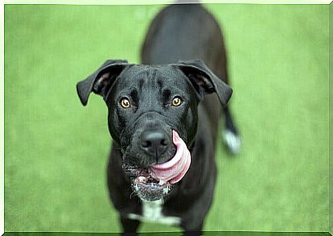 Dog with tongue out